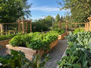 Webster veg garden